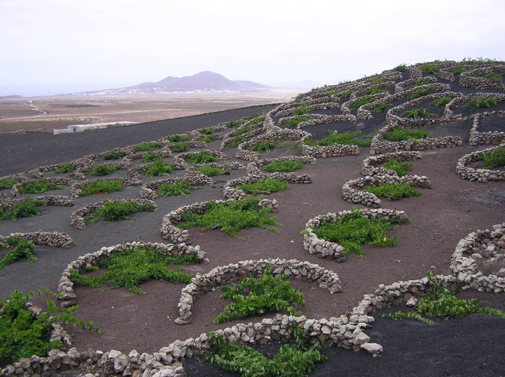 vignobles lanzarote