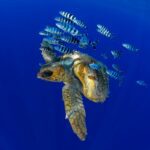 biodiversité canaries