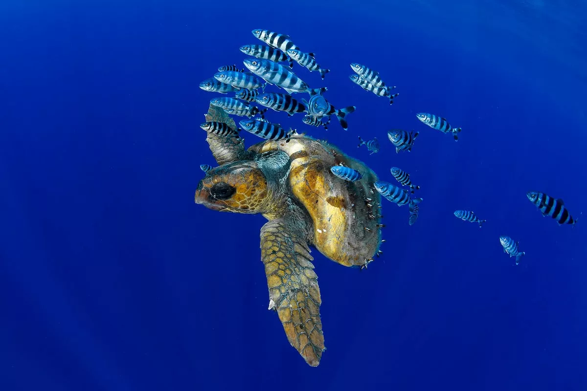 biodiversité canaries