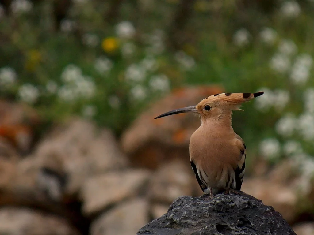 biodiversité canaries