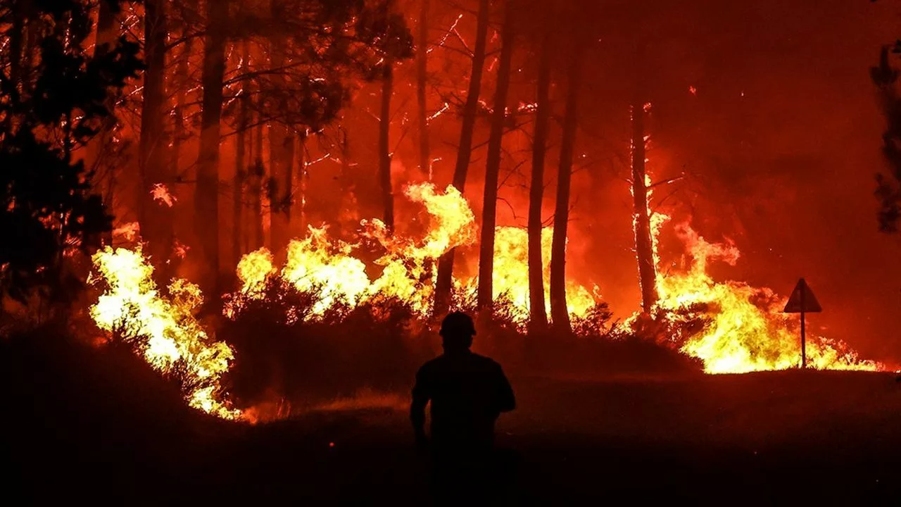 incendie forêt tenerife