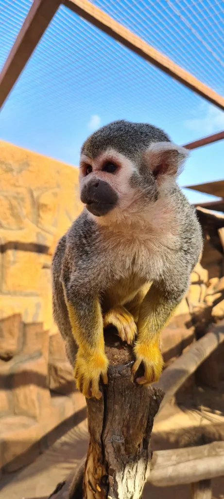 Monkey park tenerife