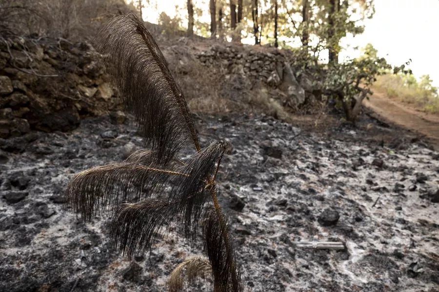 incendie tenerife maîtrisé