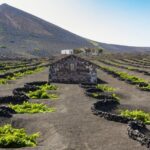 vignobles lanzarote