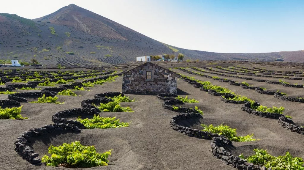 vignobles lanzarote