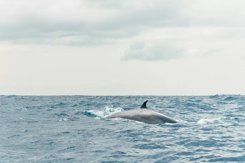 dauphins fuerteventura
