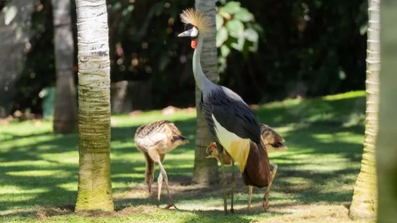 Loro Parque