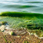 Cyanobactéries aux Canaries