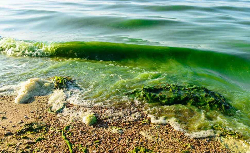 Cyanobactéries aux Canaries